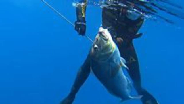 «Είναι θηρίο!»: Νέο παγκόσμιο ρεκόρ από ψαρά στην Ζάκυνθο- Επιασε συναγρίδα 13 κιλών (Βίντεο)